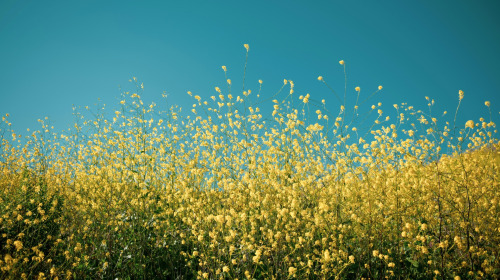 Start with a pure motivation and do your best