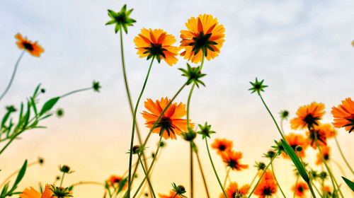 Introduction to the practice of Loving Kindness